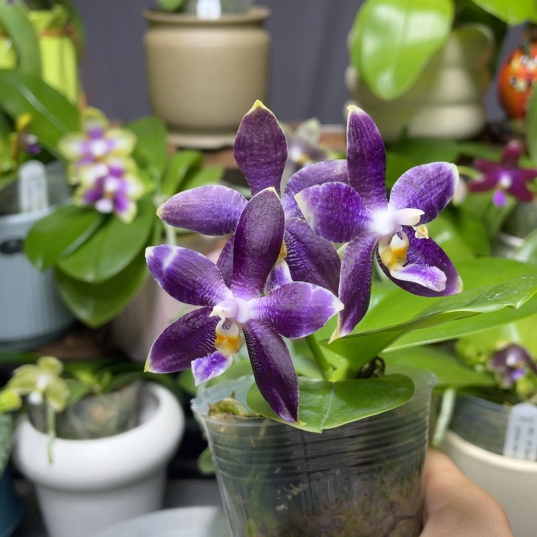 大部分开放少量花苞