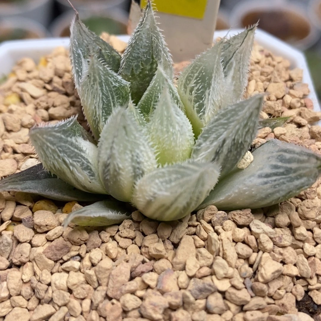 266糊斑绘卷锦一物一拍