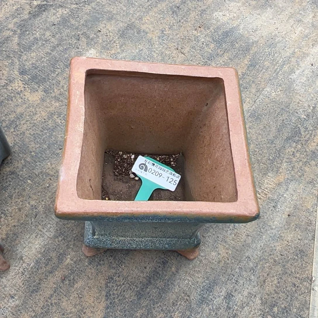 用****9多肉一物一拍0209-125