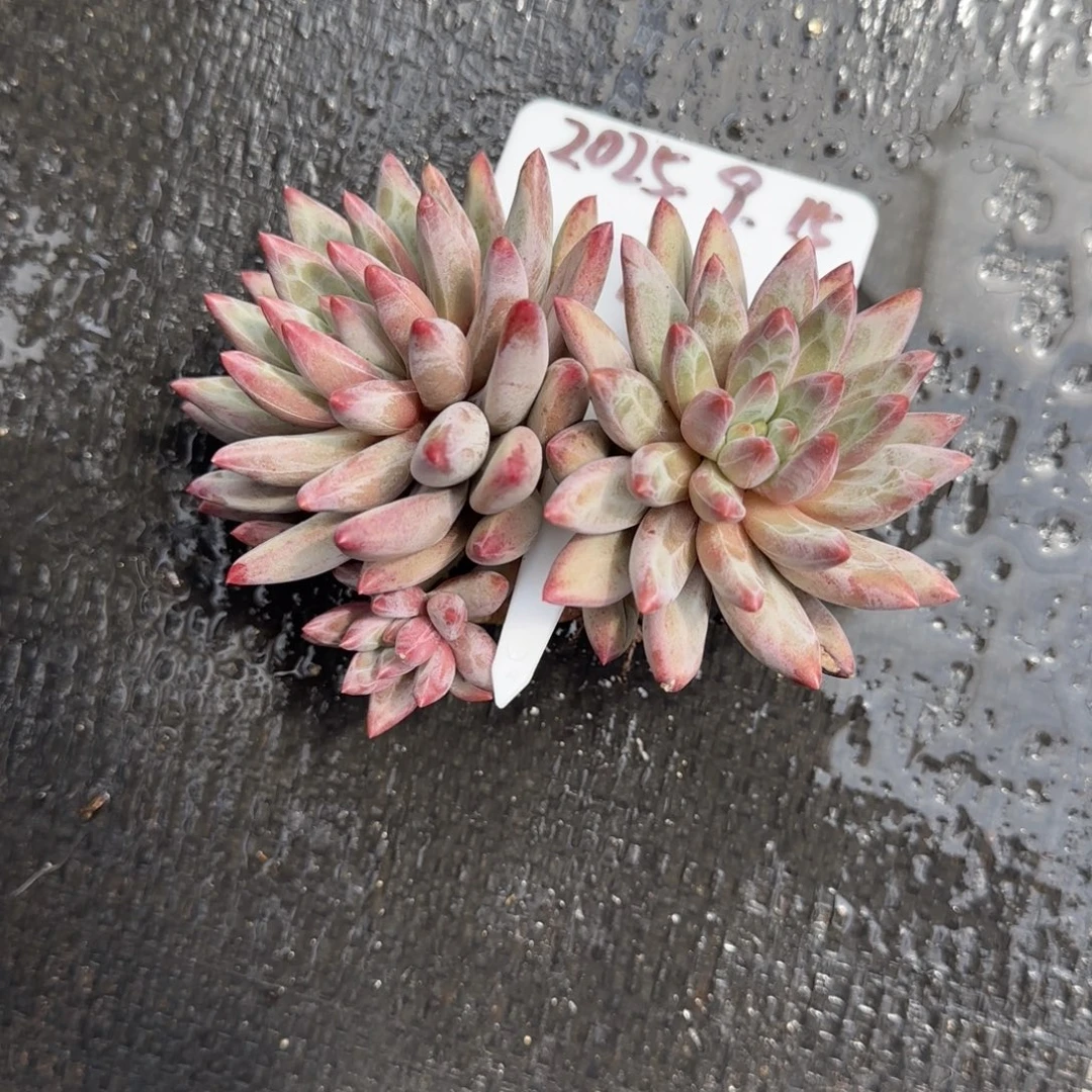 一物一拍虞美人福利款12