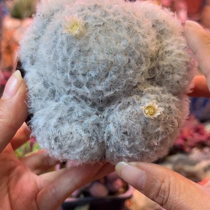 可以吗我想要你陪我一起