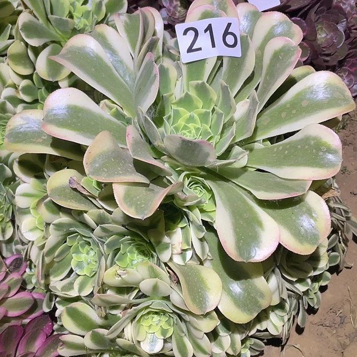 曼***语多肉植物法师216绿豆沙