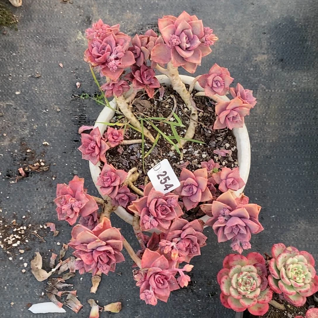 小**资254彩虹糖多肉植物