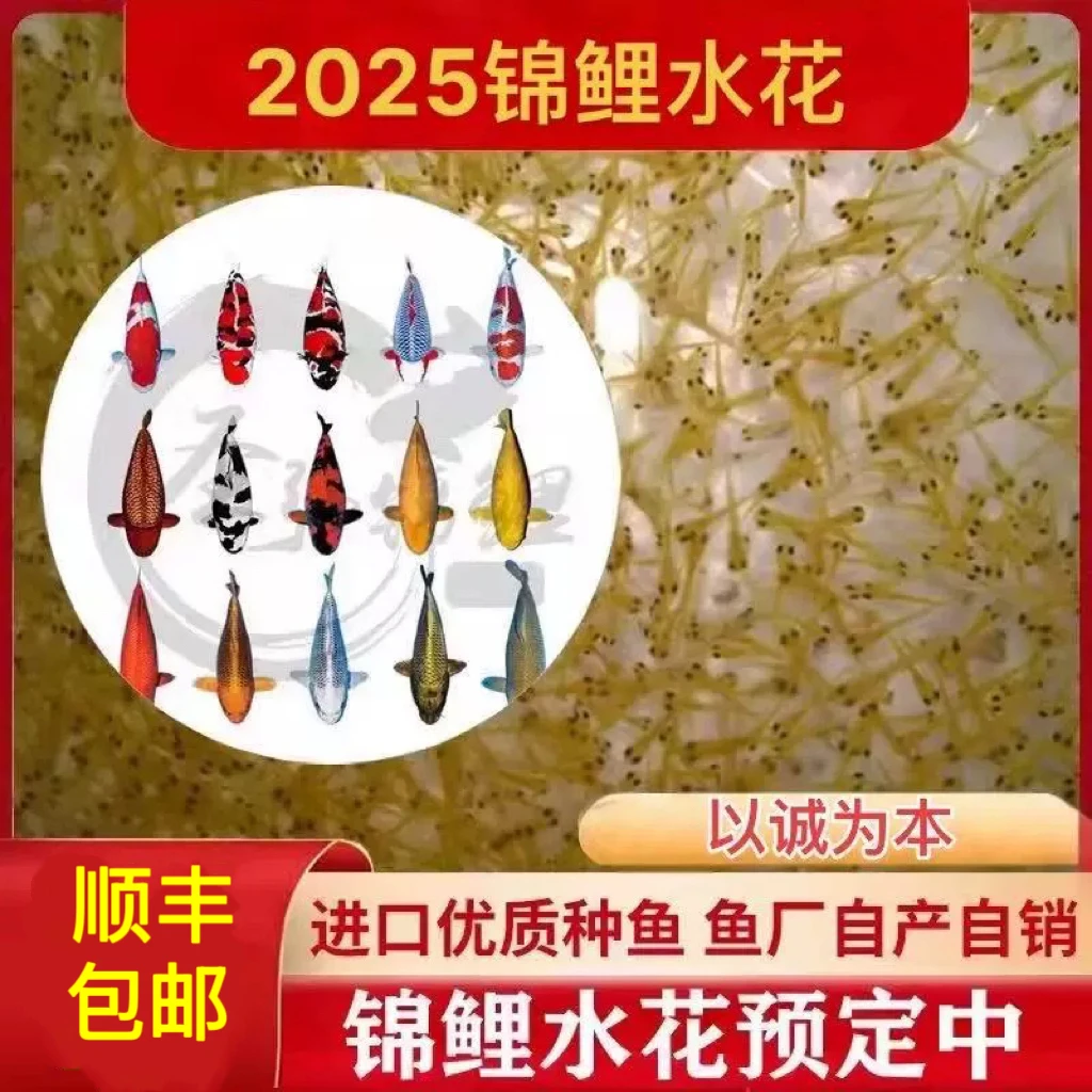 血统锦鲤水花鱼苗红白大正三色昭和绯写金黄蝴蝶鲤【顺丰发货】