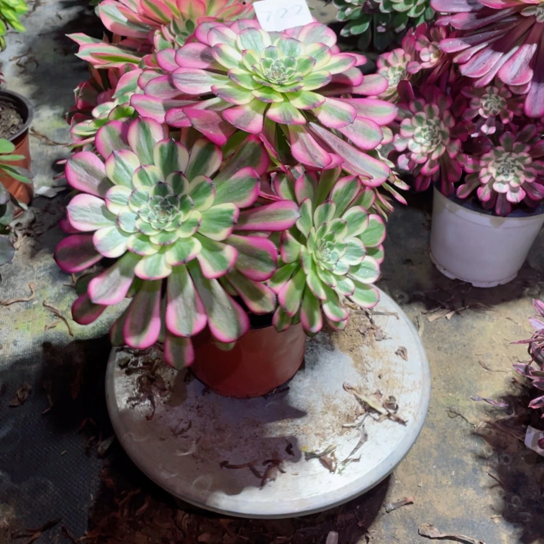 多肉植物维纳斯722