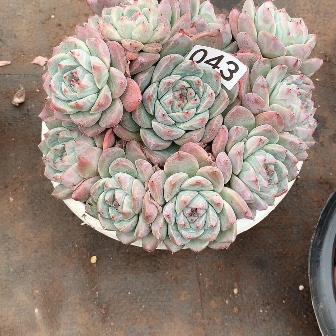 043杂一物一拍多肉