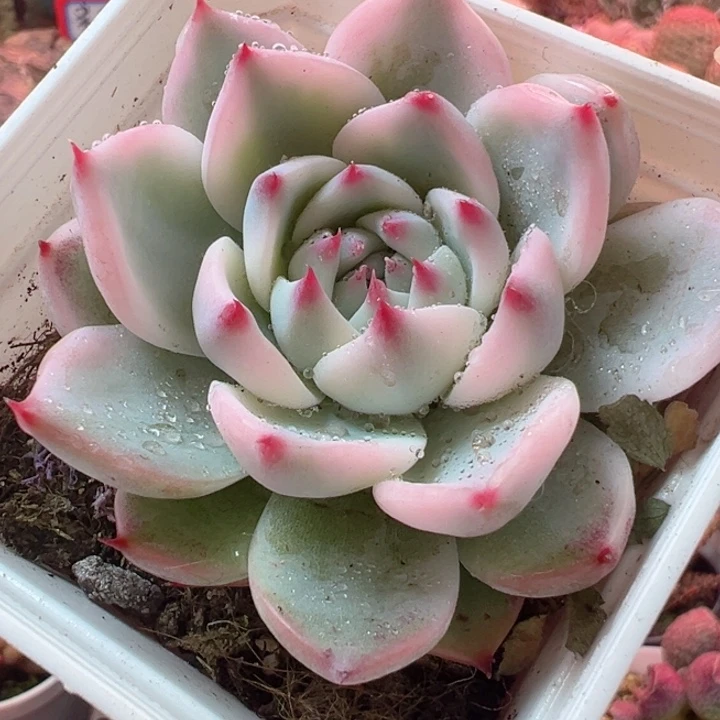 用****0可以的哈亲爱我是说