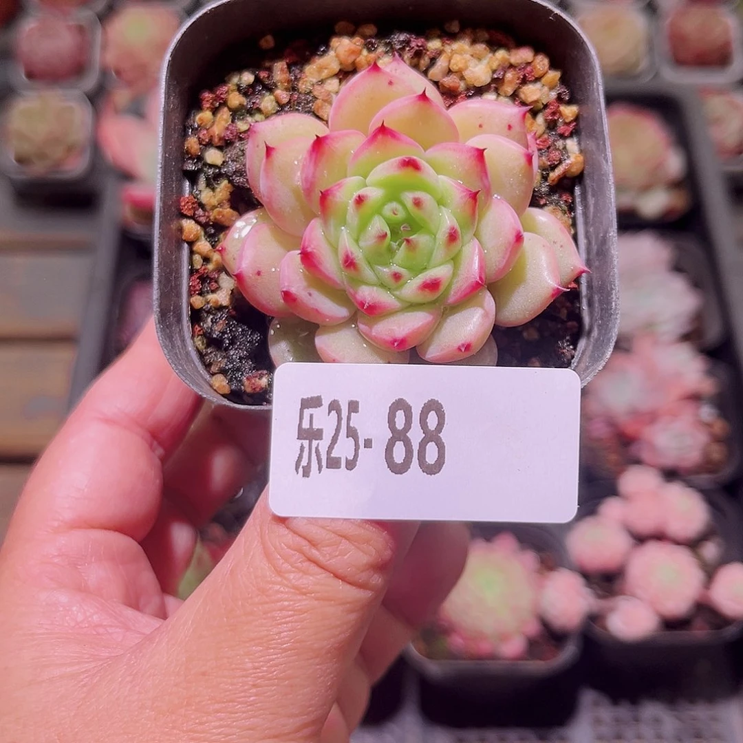 乐然25-88 海王单头 