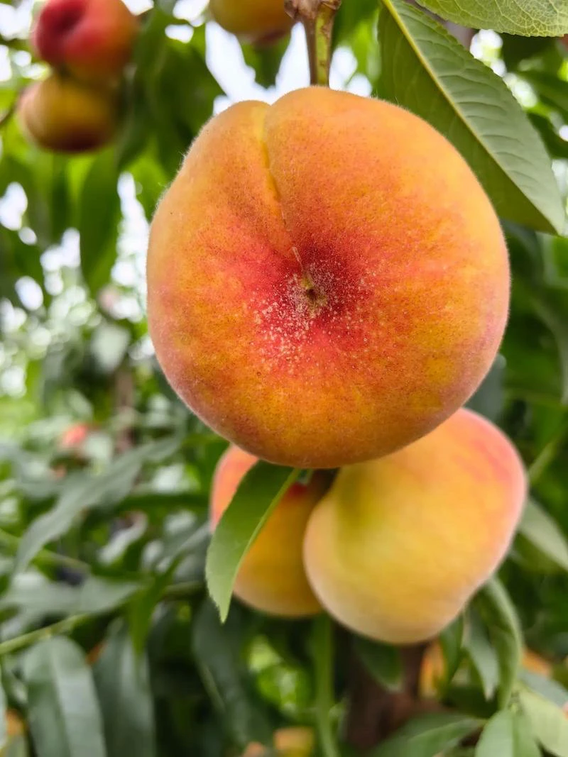 新疆八纲蟠桃新鲜当季现摘脆甜多汁果园现摘现发水果