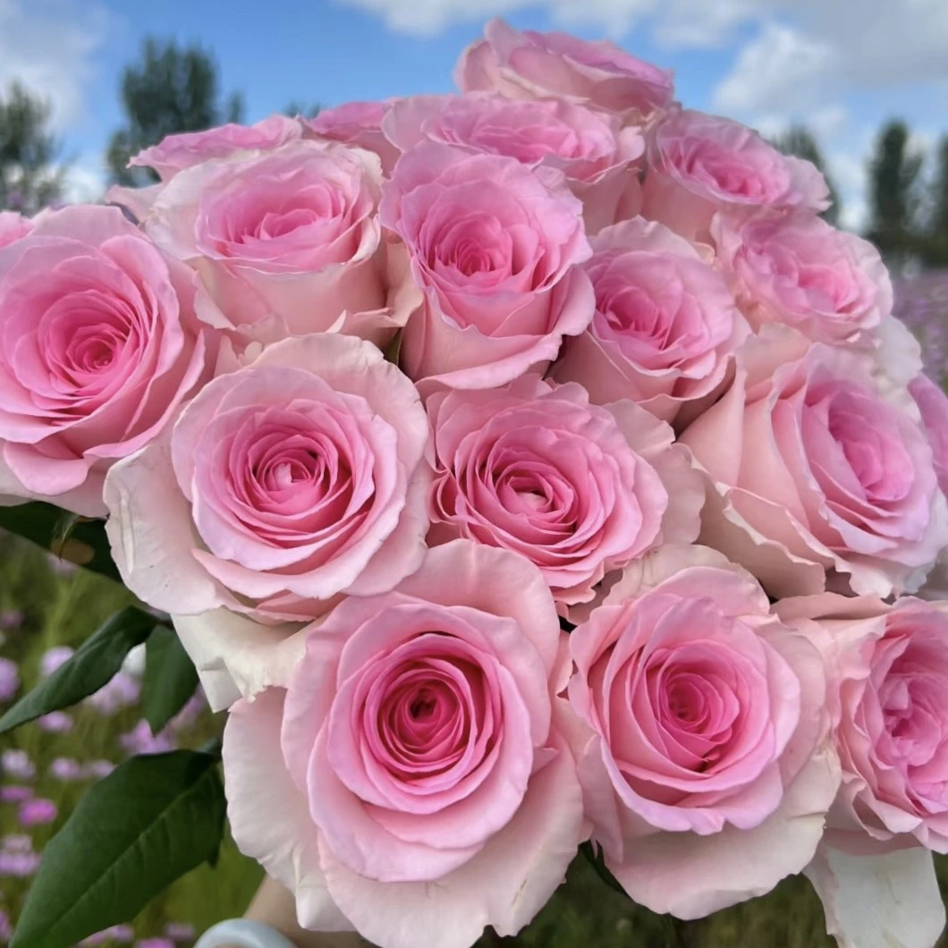 【采云鲜花】洛神玫瑰10枝云南昆明直发1单包邮2单升级冷链送配草