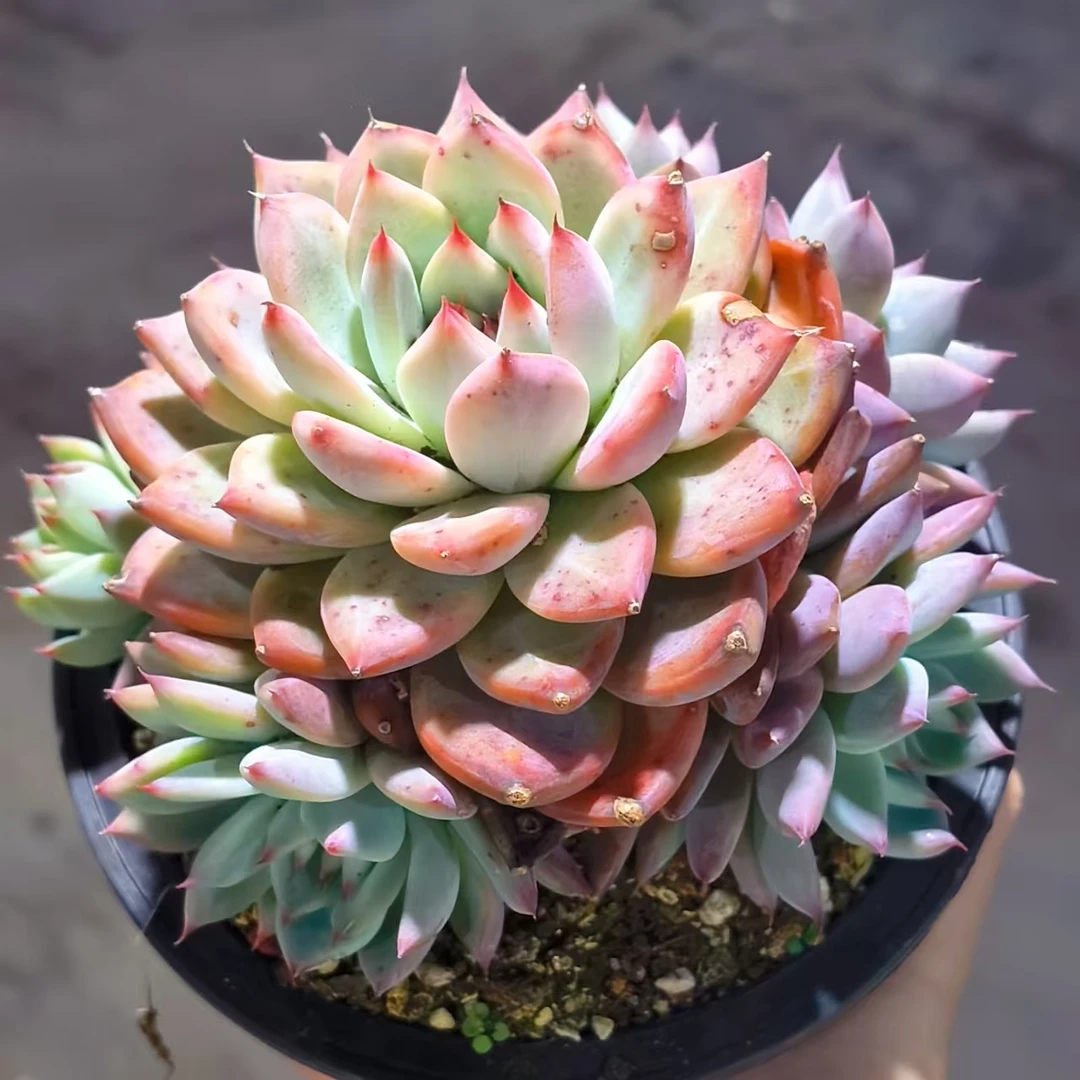 【北极熊】 多肉植物 绿植盆栽