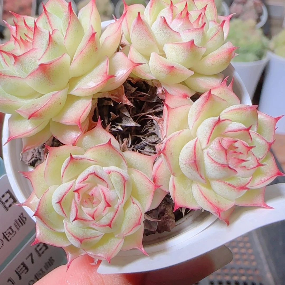 花语逸镜1107-294散