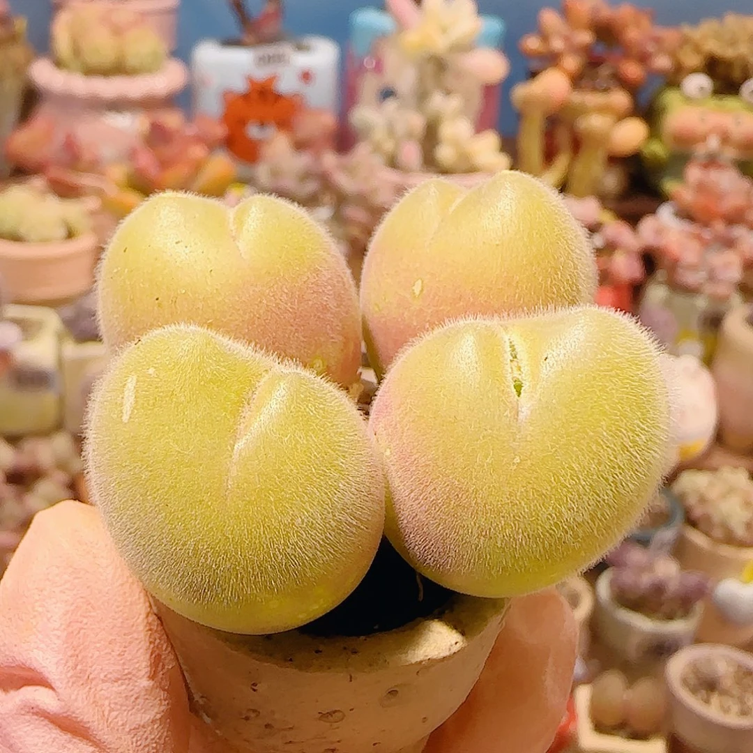 T肥肥毛翠小微瑕盆口2.5cm