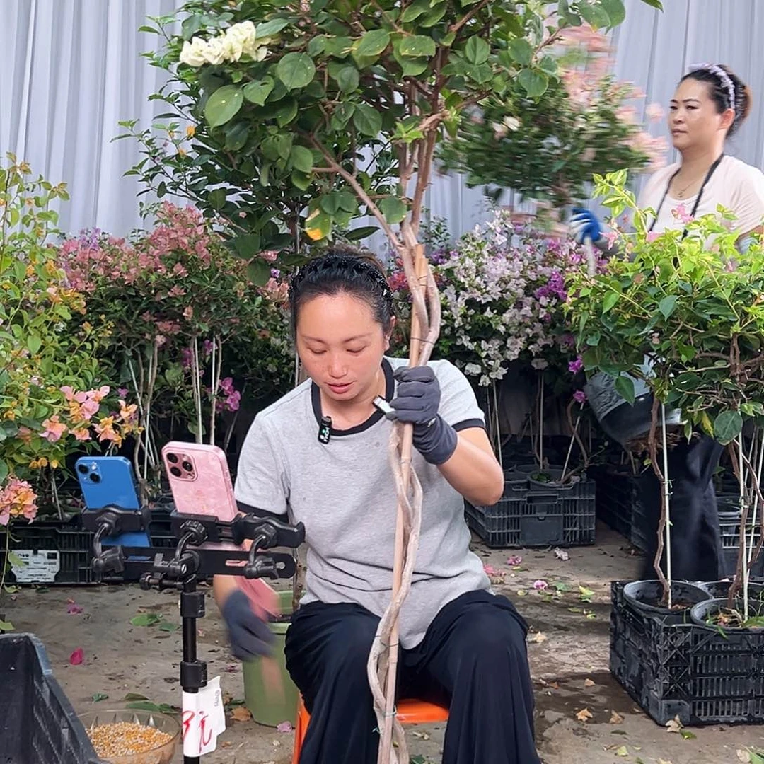 露***霞当前无花栽培后可以开花B74蓝天使