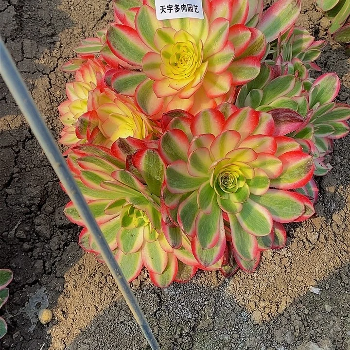 多肉荔枝633多肉