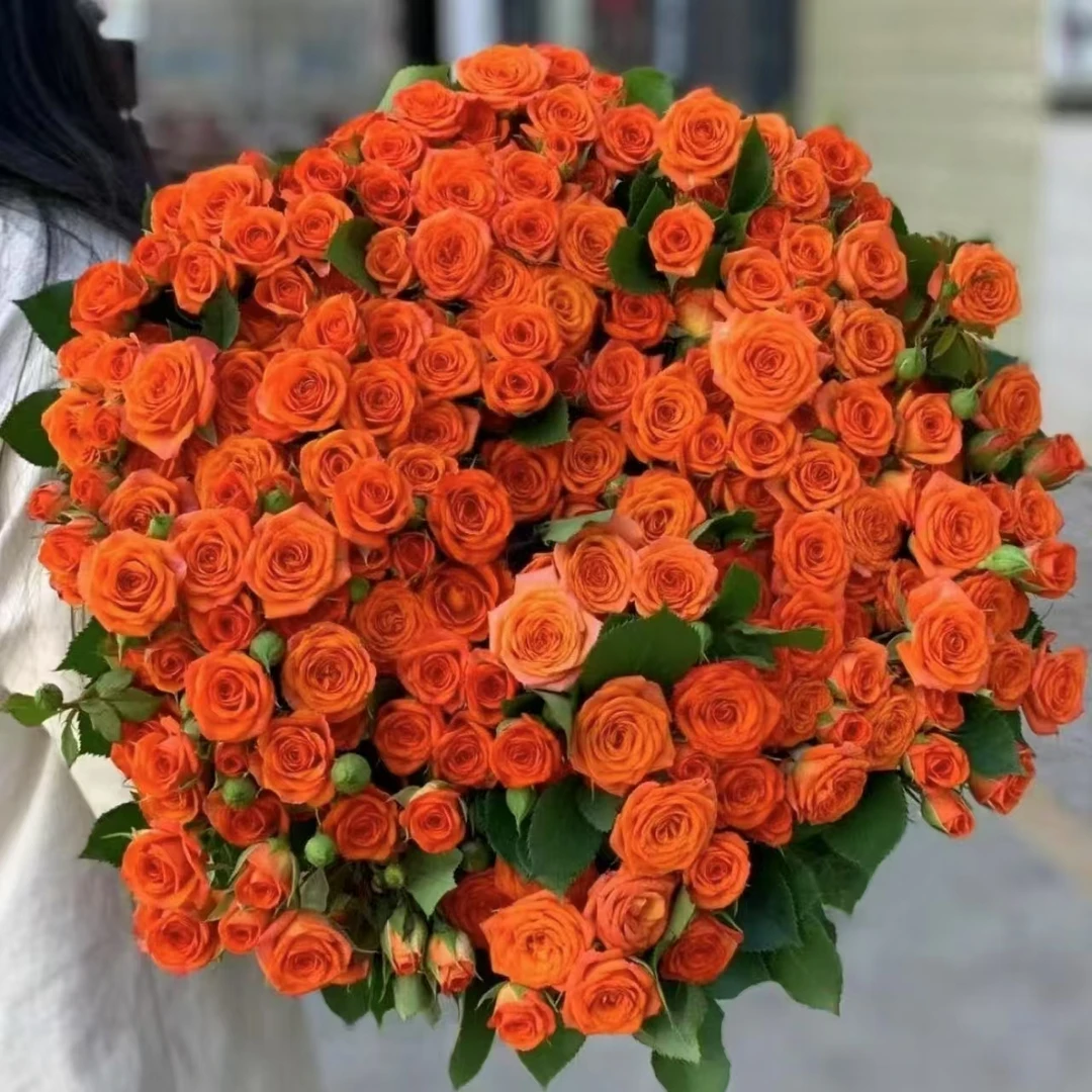 【花之洲】芭比多头玫瑰  全场两单顺丰包邮