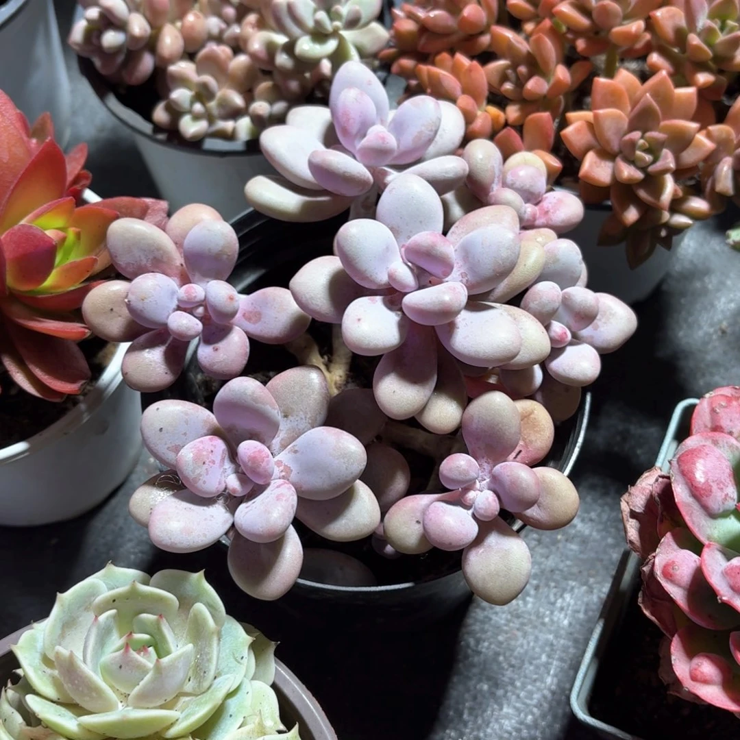 桃蛋多肉整群12㎝盆