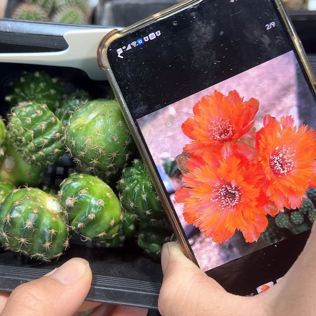 齿微丽花属仙人球往事多肉园