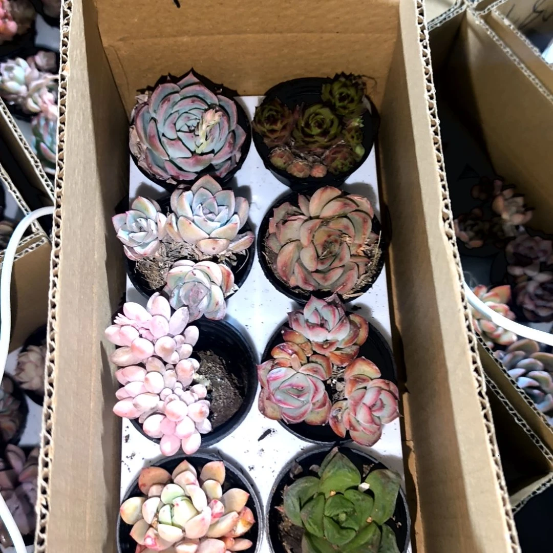 苍***陈1-48满9元包邮，