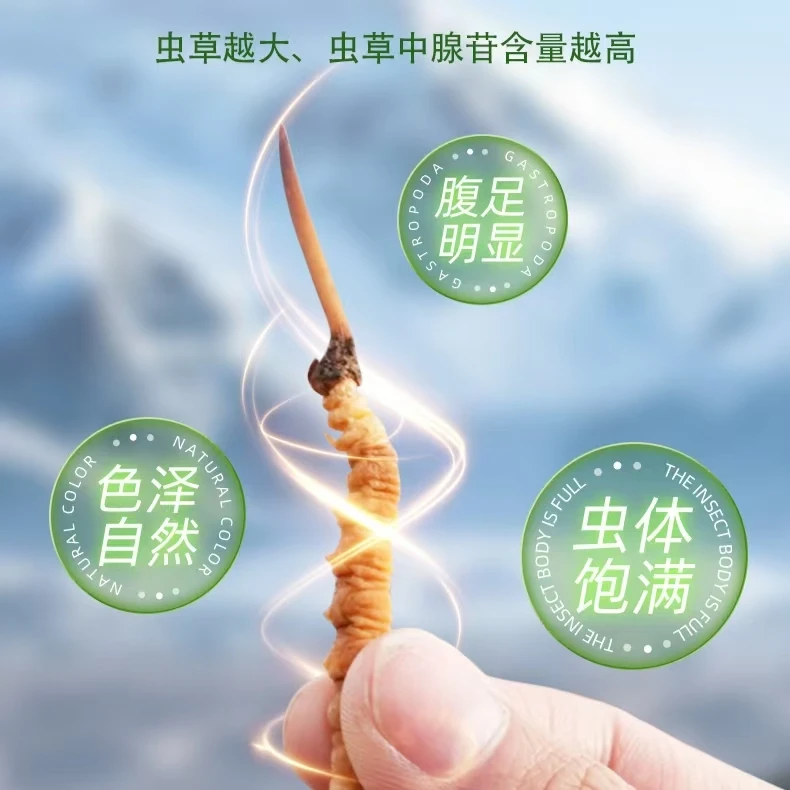 【拉姆专属】0.7-1.0克/根 100根  2025新鲜冬虫夏草滋补食用