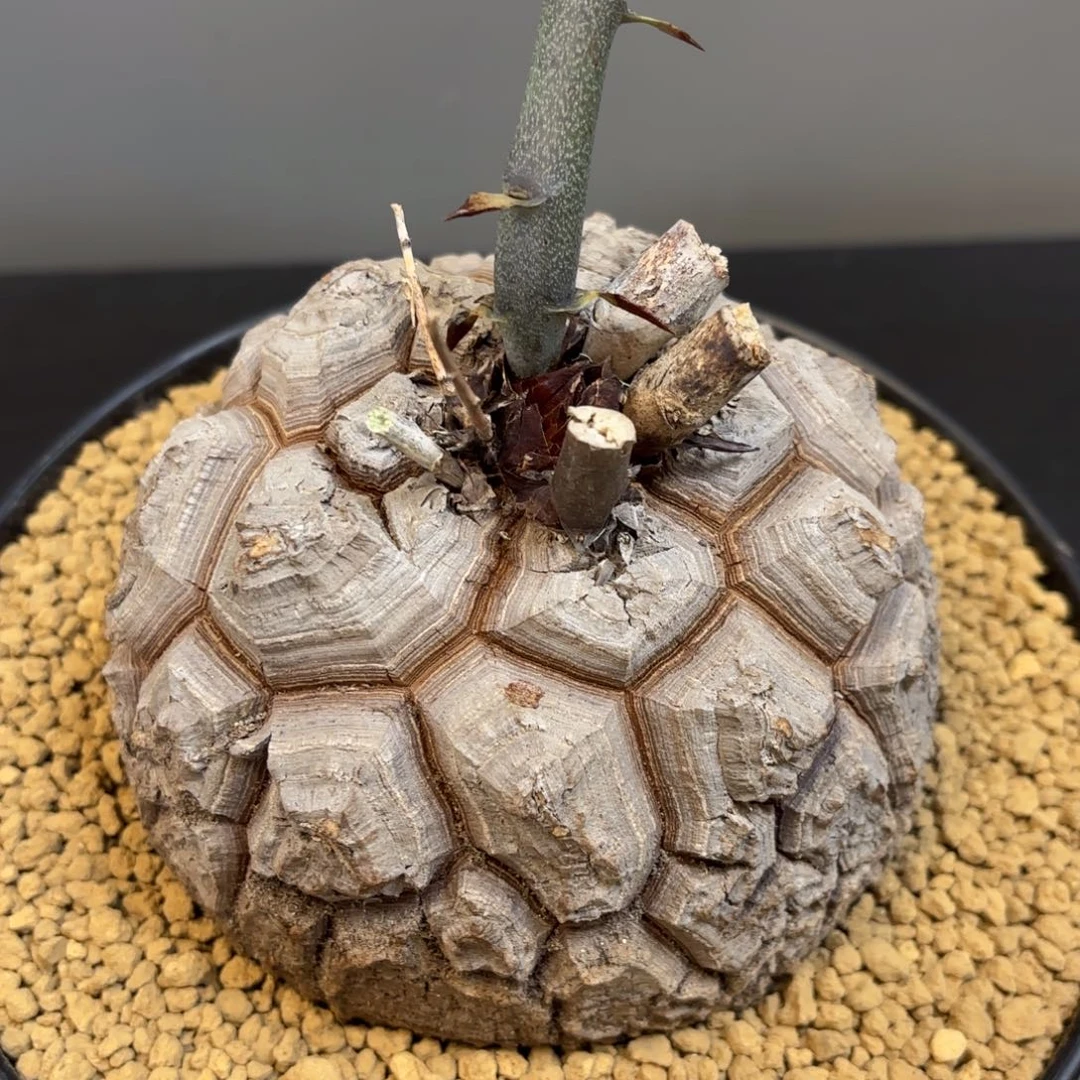 9号龟甲龙带盆包邮不退不换