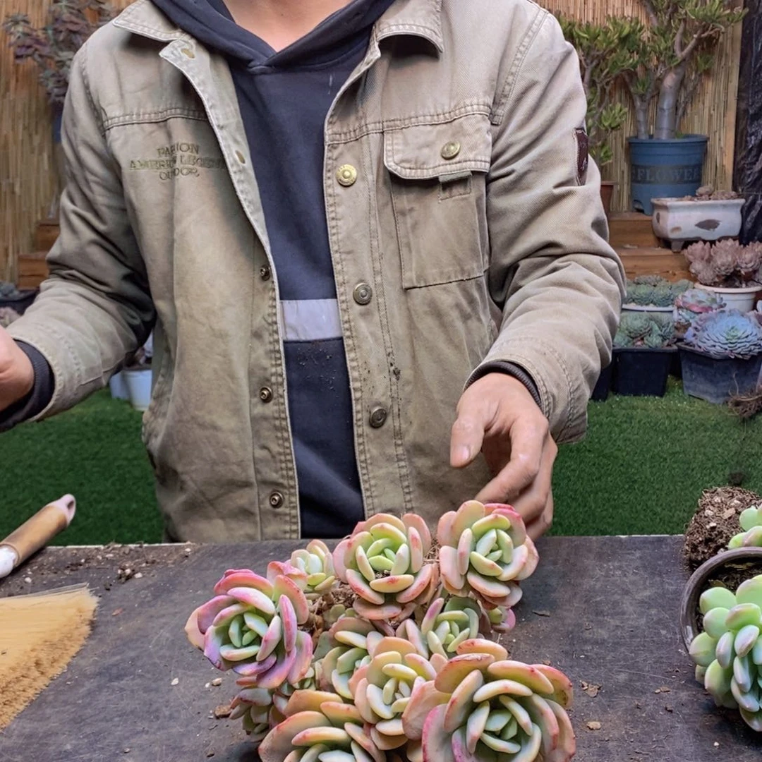 雾*F177号白月光老桩