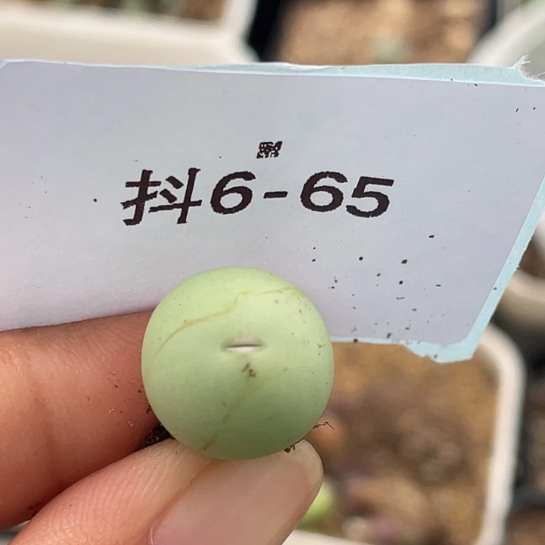 6-65鸽子蛋多肉植物