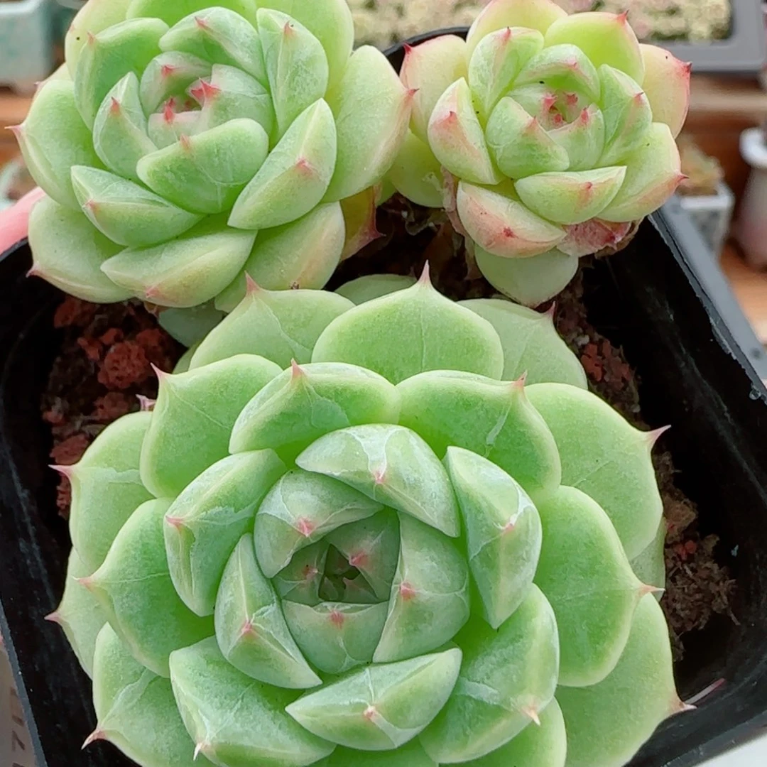花语逸镜0917-14圆脸朵朵包子整