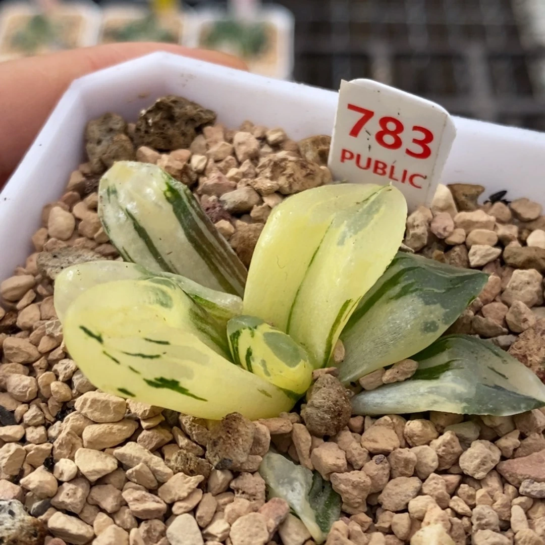 783号冰城锦多肉植物