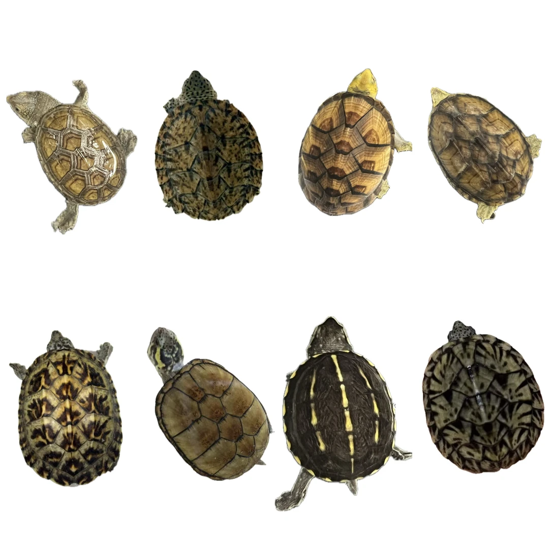 500-1000直播链接 人工养殖宠物龟