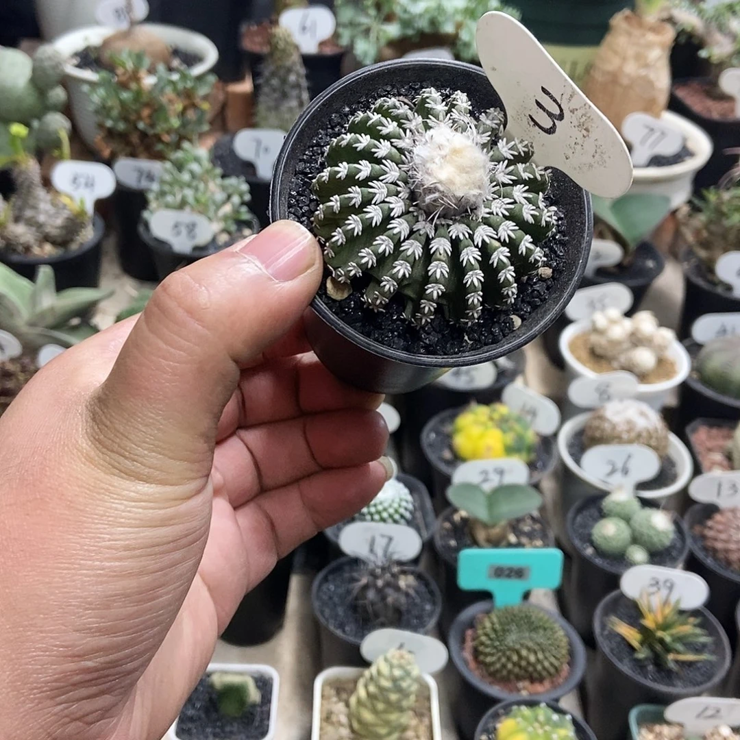 猫爪奇特球一物一拍