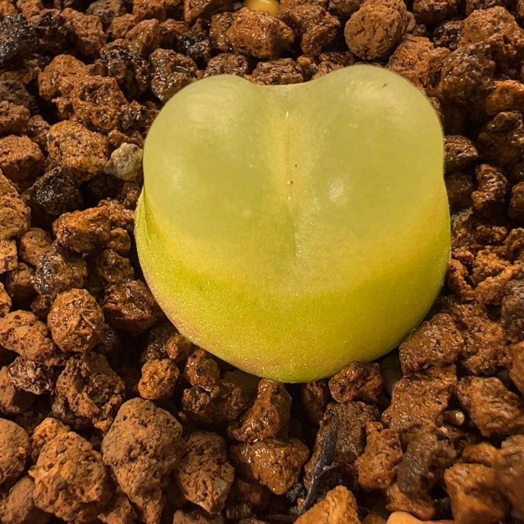 025多肉植物百科