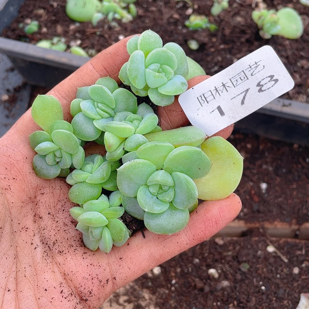 多肉植物多肉植物178