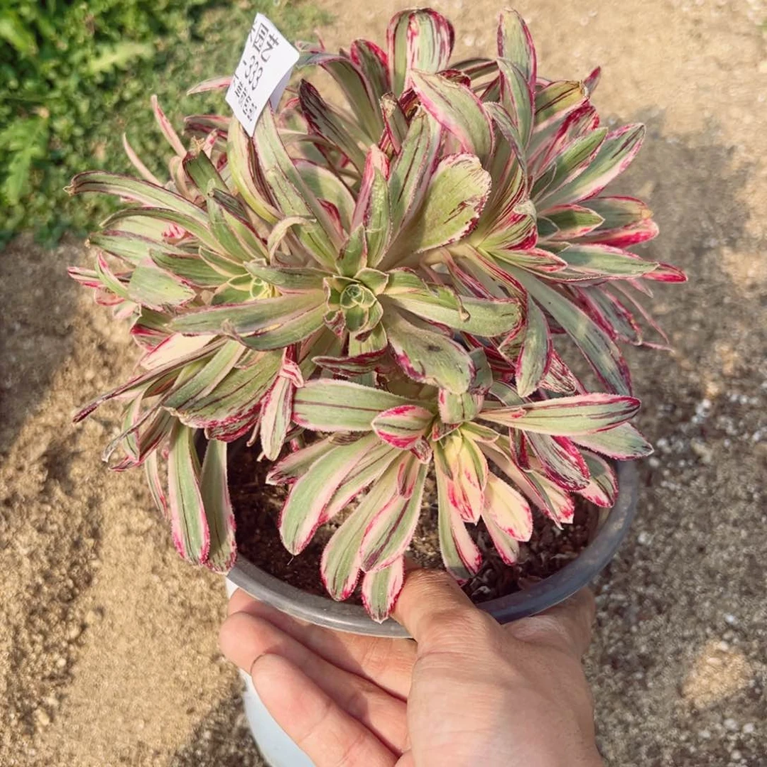 天***饭v锦锦多肉植物333