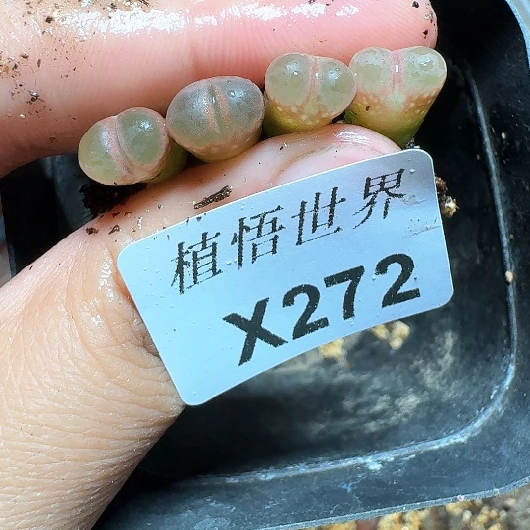 272盒多肉植物哇f g h