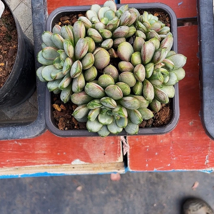 安***迪寄养葡萄多肉植物
