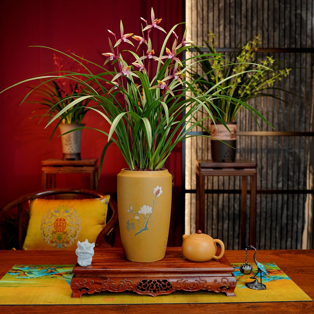 春兰铭品【盛世红颜】带花苞兰花 宜兴黄段泥手工花盆