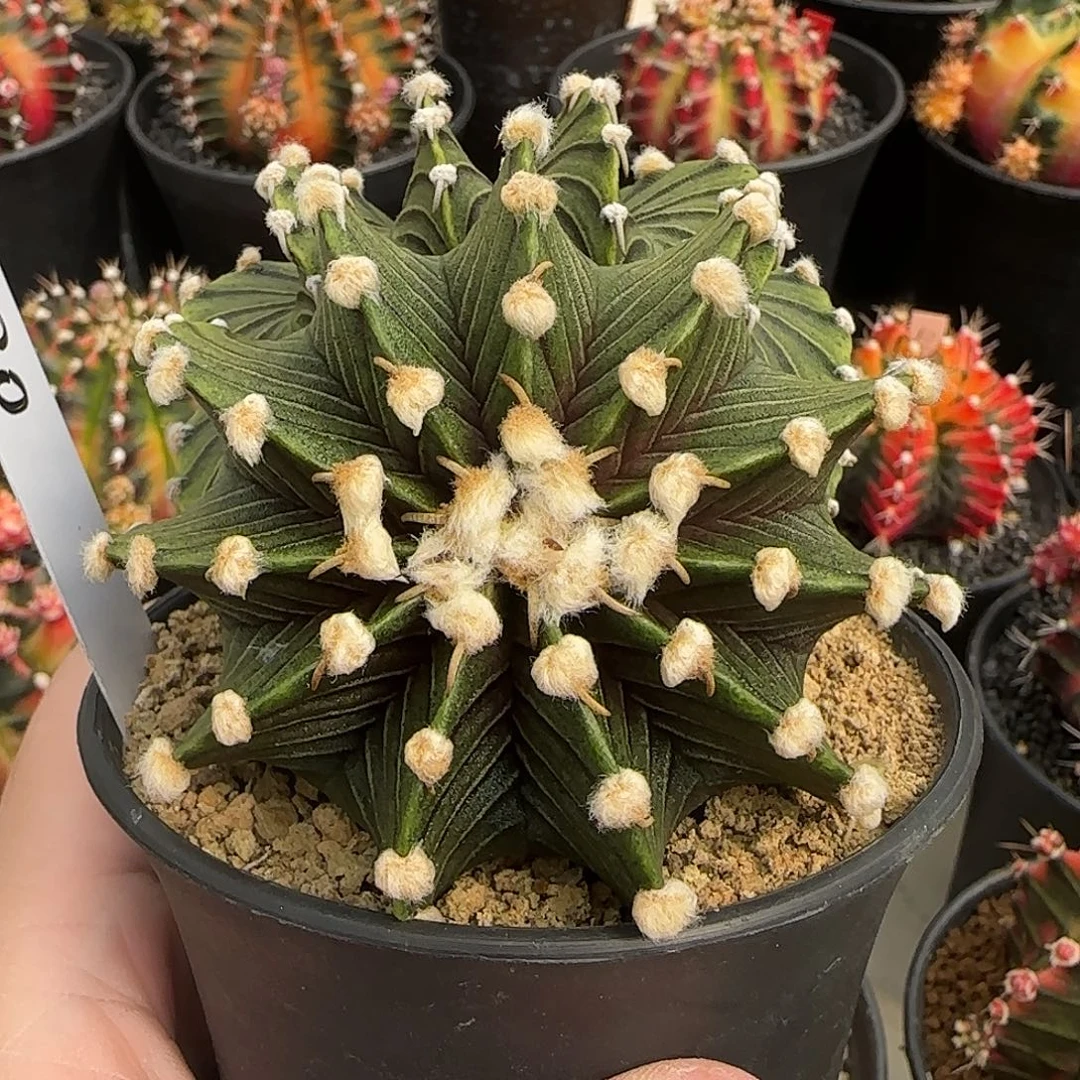 N18-0104泰国米哈多头肋骨