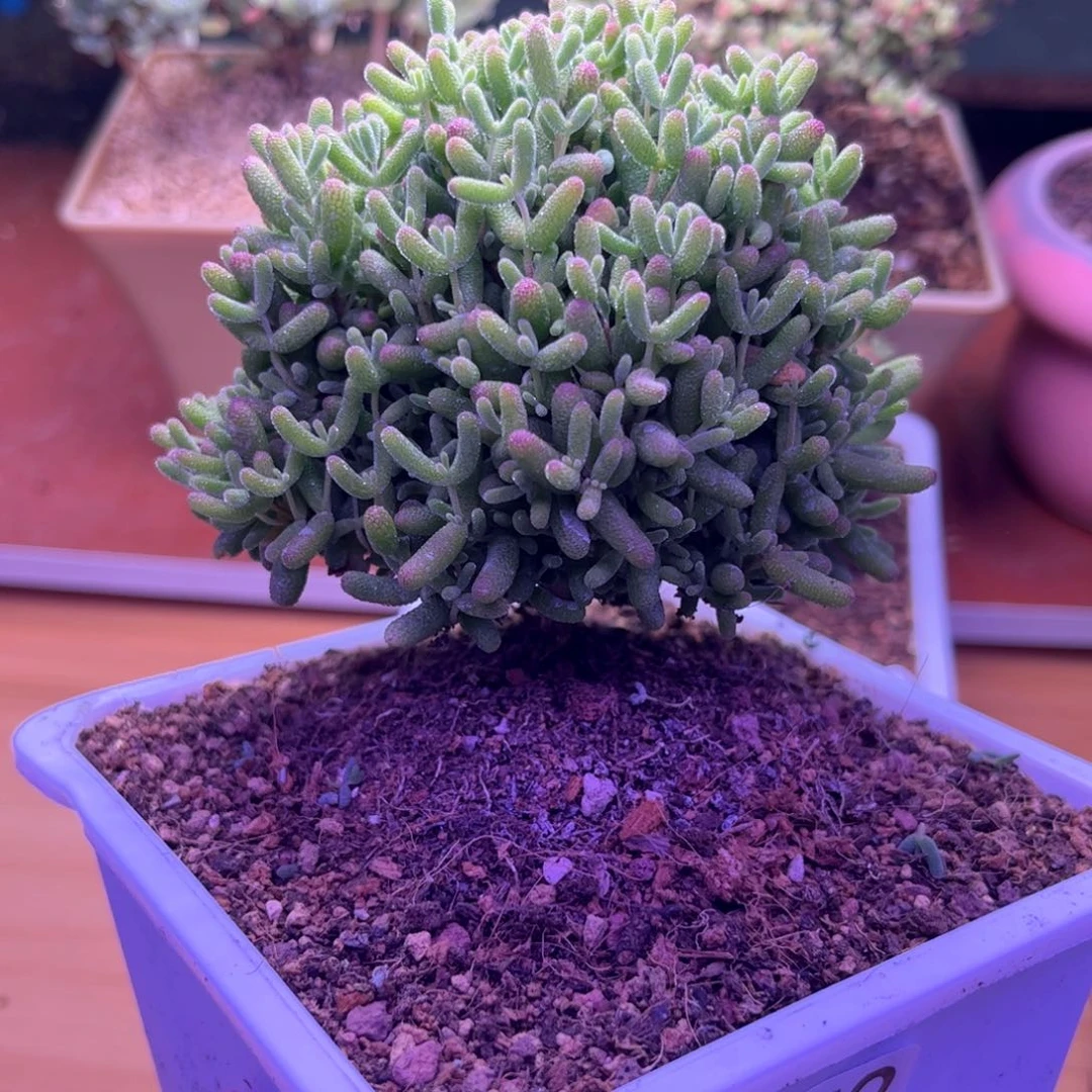 072蜜桔可爱多肉植物