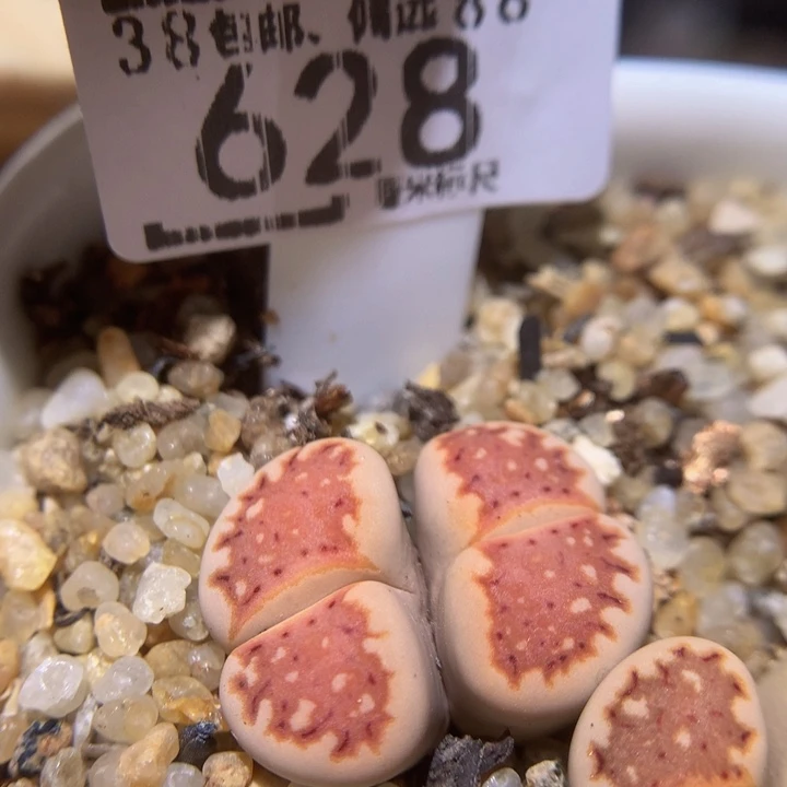 Ssssss好看得628