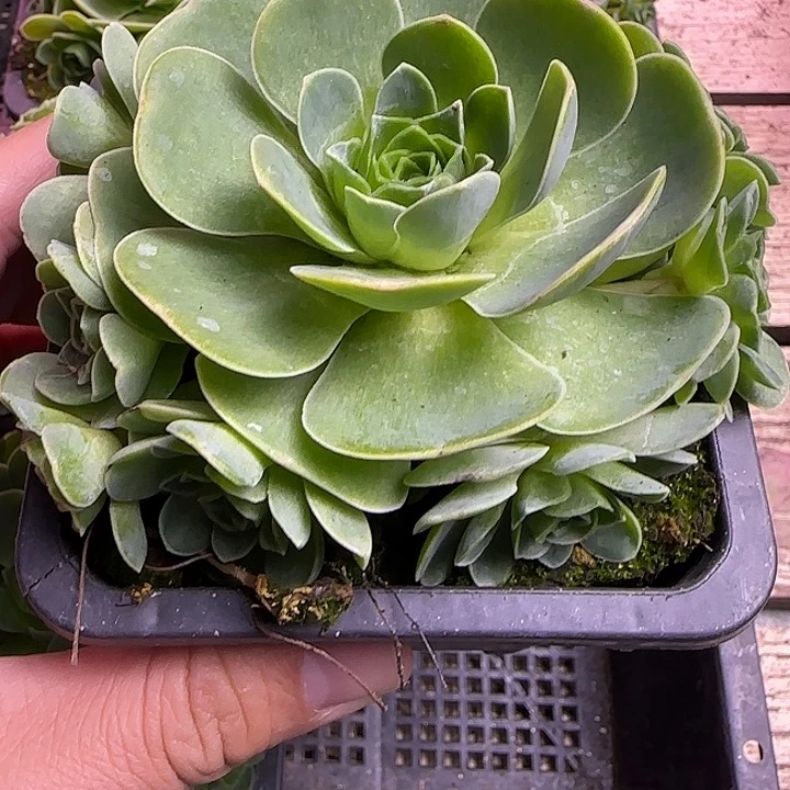 山地玫瑰捧花群10cm带盆发，量拍