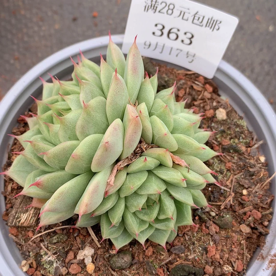【闪购商品】云363号麦秆