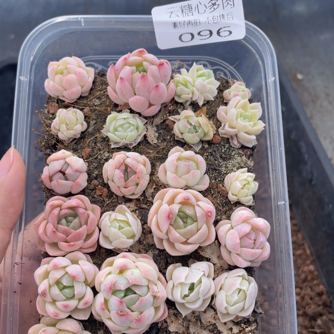 云糖心多肉植物96