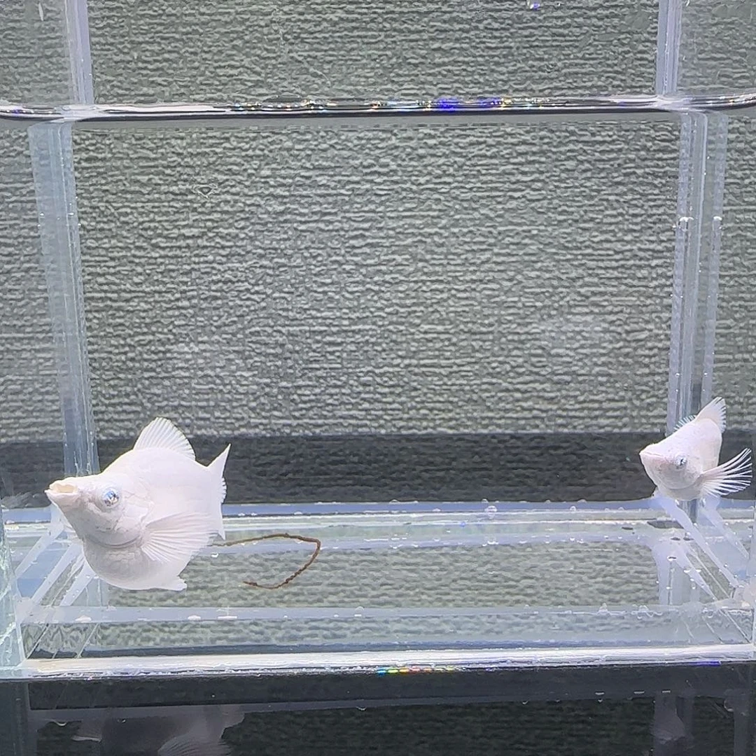 黑玛丽鱼瓷白钻眼元宝