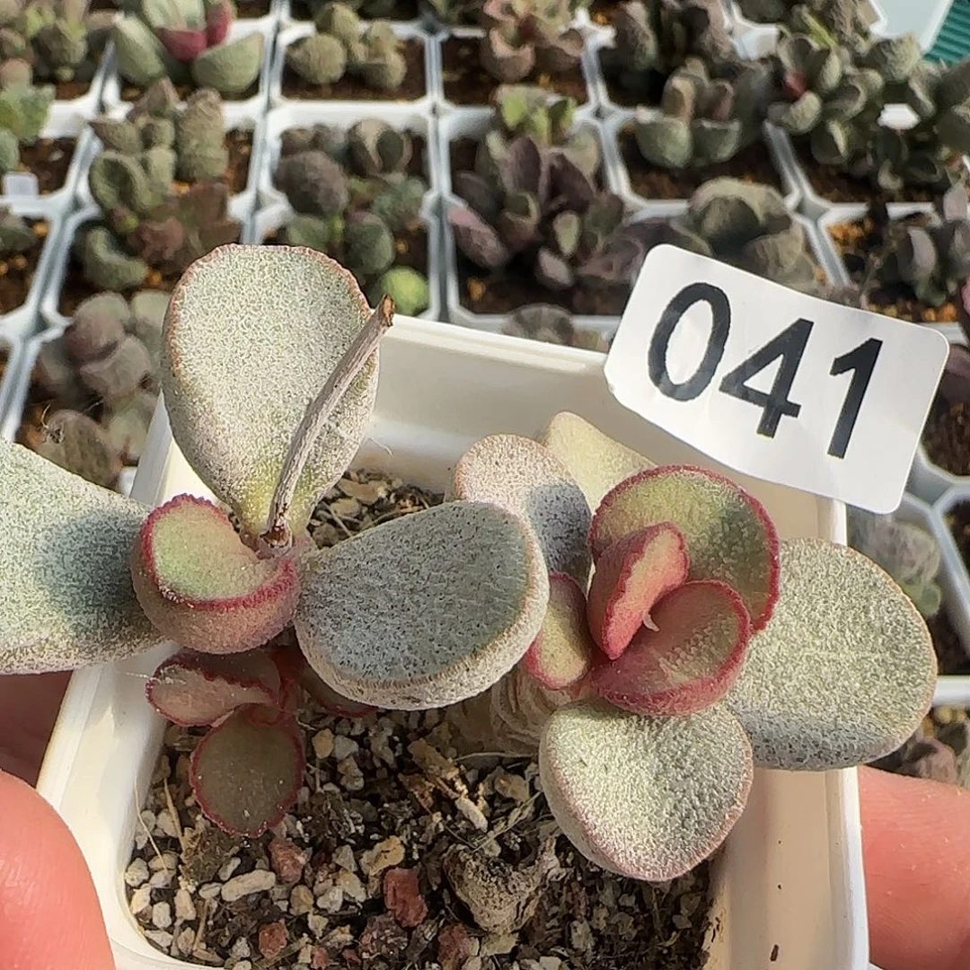 老品种水泡 出售整盆