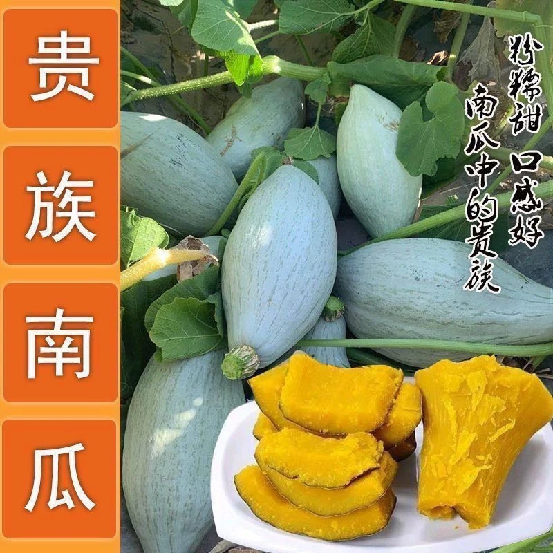 冰糖蛋黄香南瓜种子丑南瓜种籽正宗东北新疆南瓜农家蔬菜种子G
