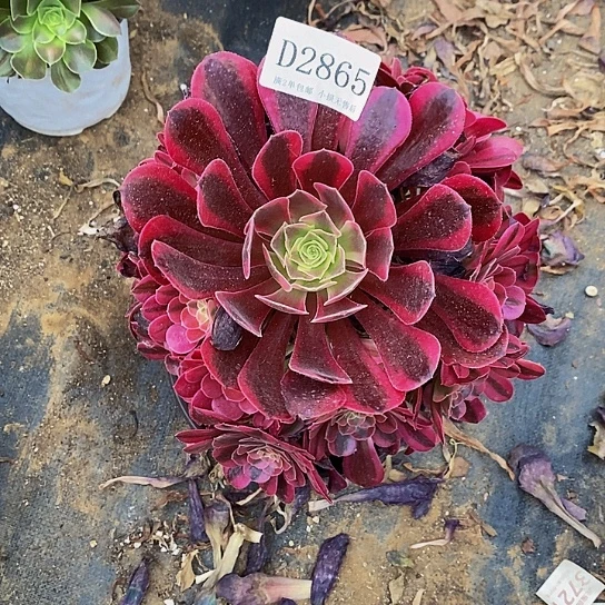 2865美杜莎多肉法师