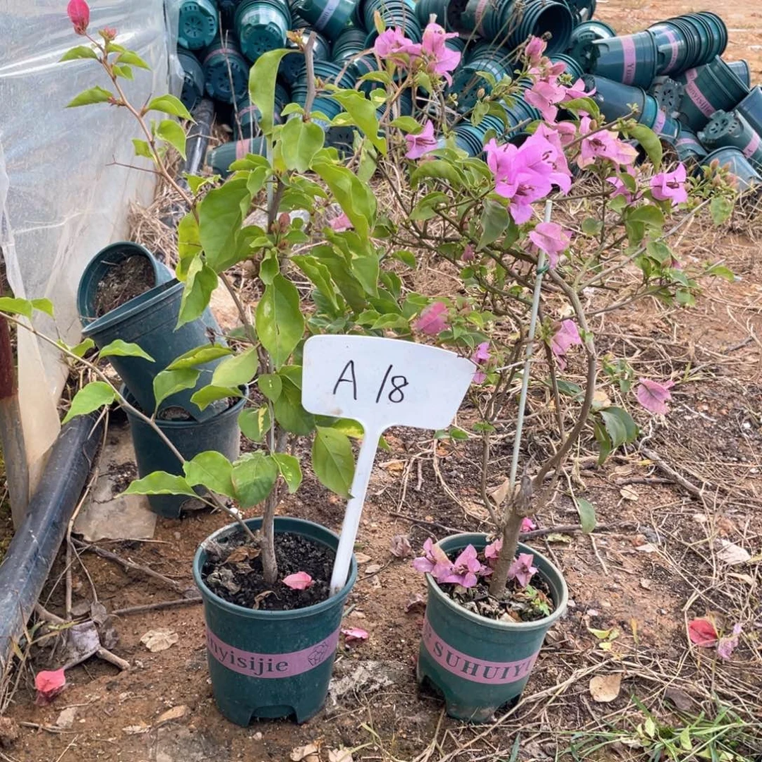 一***何全部花朵巴西紫+金心双色A18