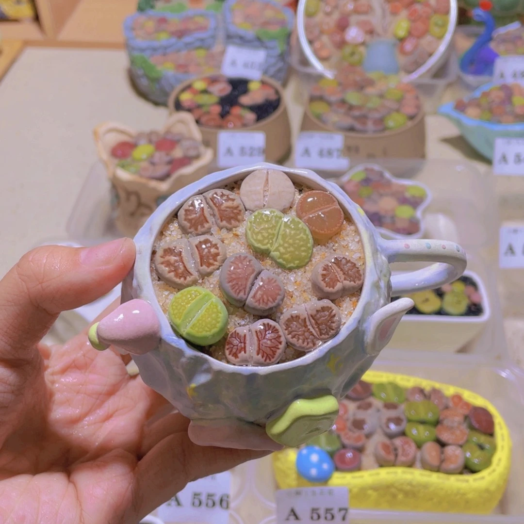 高货茶杯花盆。。。。。。。。。。。