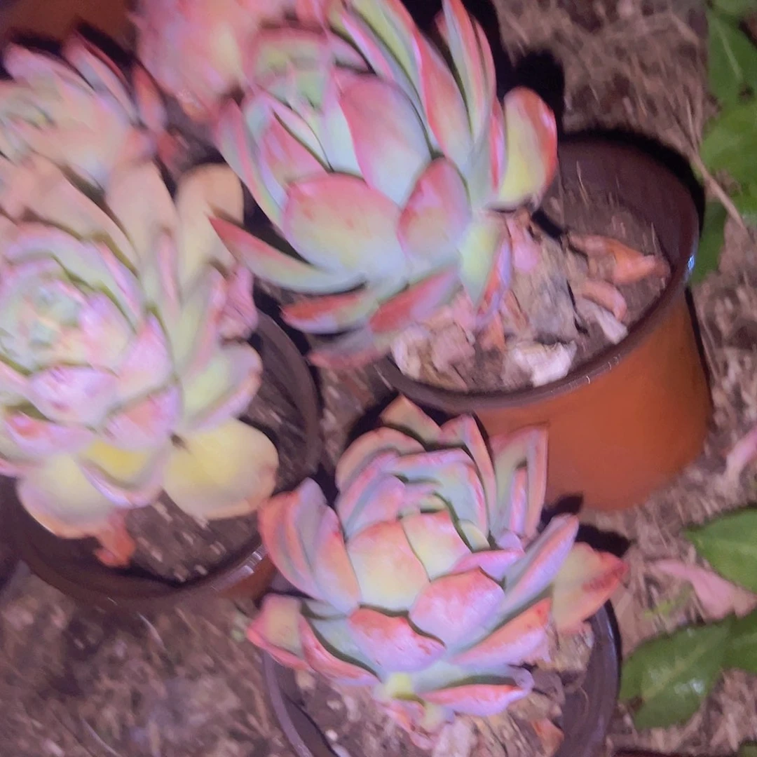 奇罗仙子八盆9.99花花